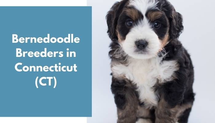 Bernedoodle Breeders in Connecticut CT