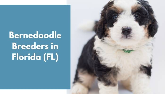 Bernedoodle Breeders in Florida FL