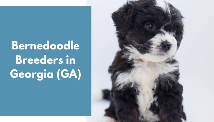 Bernedoodle Breeders in Georgia GA