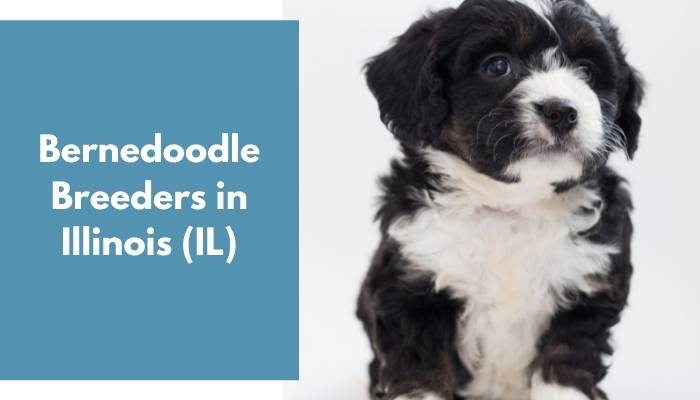 Bernedoodle Breeders in Illinois IL