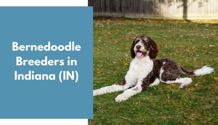 Bernedoodle Breeders in Indiana IN