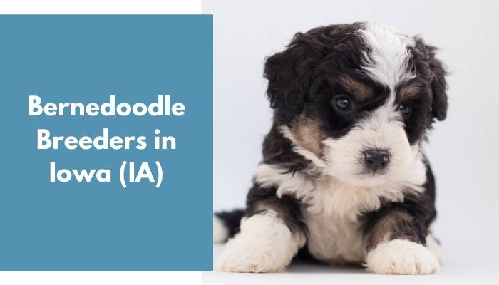 Bernedoodle Breeders in Iowa IA