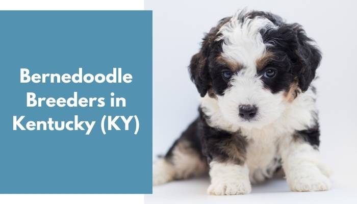 Bernedoodle Breeders in Kentucky KY