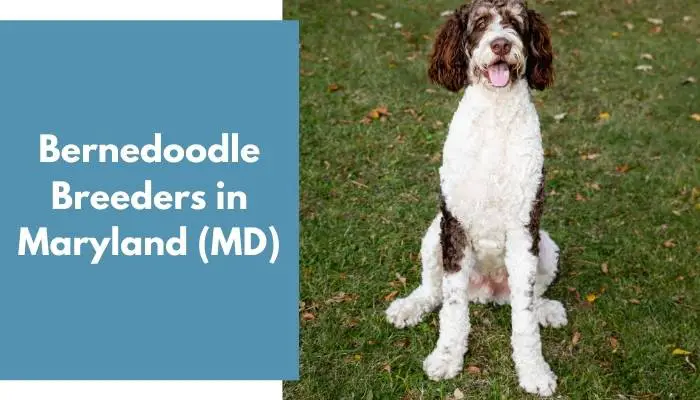 Bernedoodle Breeders in Maryland MD