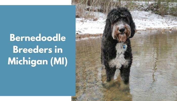 Bernedoodle Breeders in Michigan MI