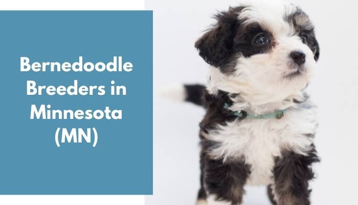 Bernedoodle Breeders in Minnesota MN