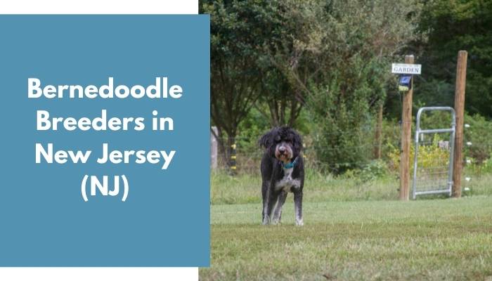 Bernedoodle Breeders in New Jersey NJ