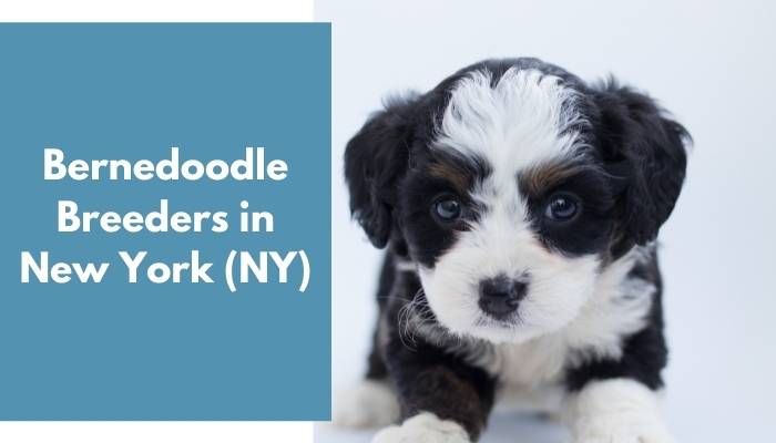 Bernedoodle Breeders in New York NY