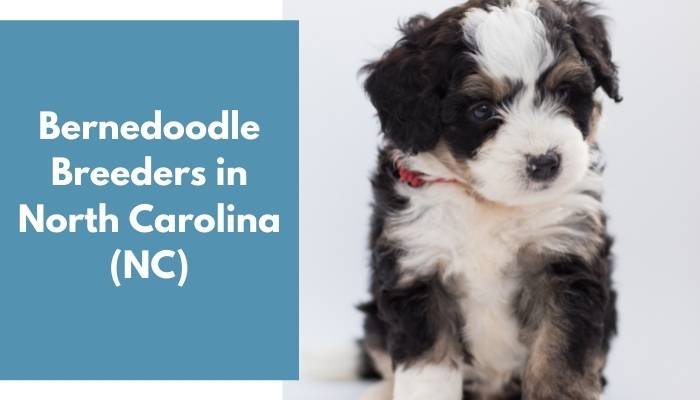 Bernedoodle Breeders in North Carolina NC