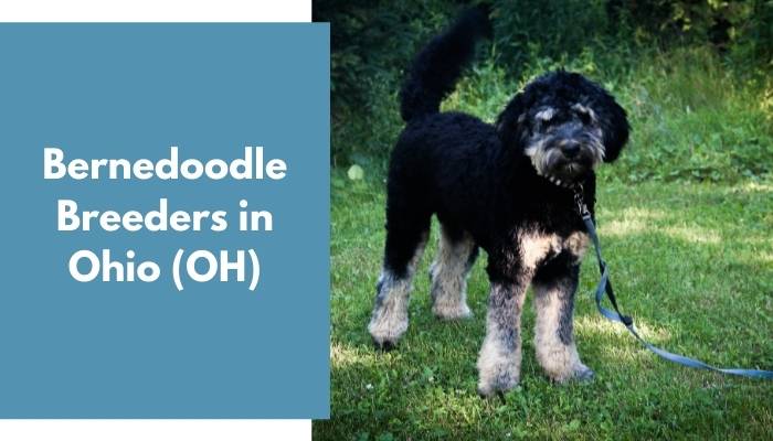 Bernedoodle Breeders in Ohio OH