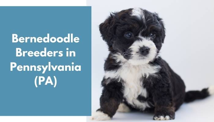 Bernedoodle Breeders in Pennsylvania PA