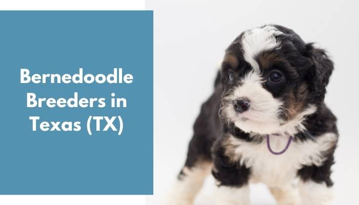 Bernedoodle Breeders in Texas TX