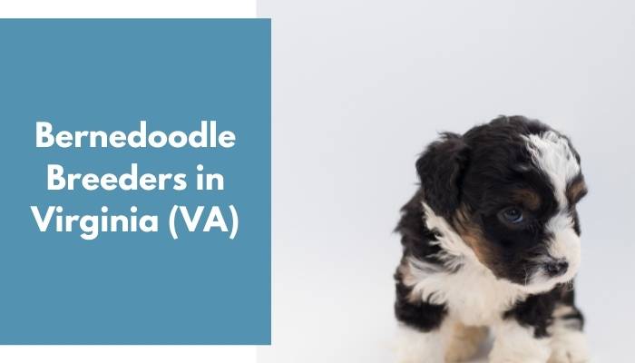 Bernedoodle Breeders in Virginia VA