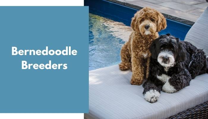 Bernedoodle Breeders