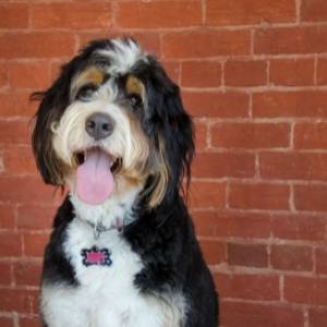 Bernedoodle breeders category