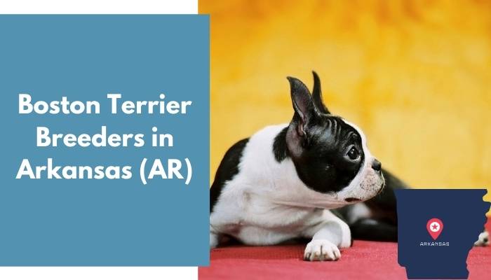 Boston Terrier Breeders in Arkansas AR