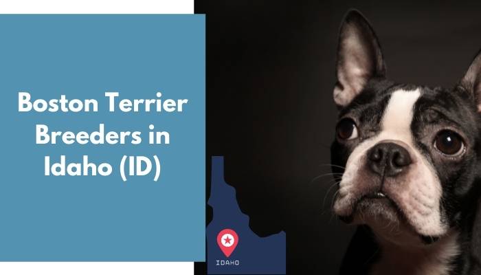 Boston Terrier Breeders in Idaho ID