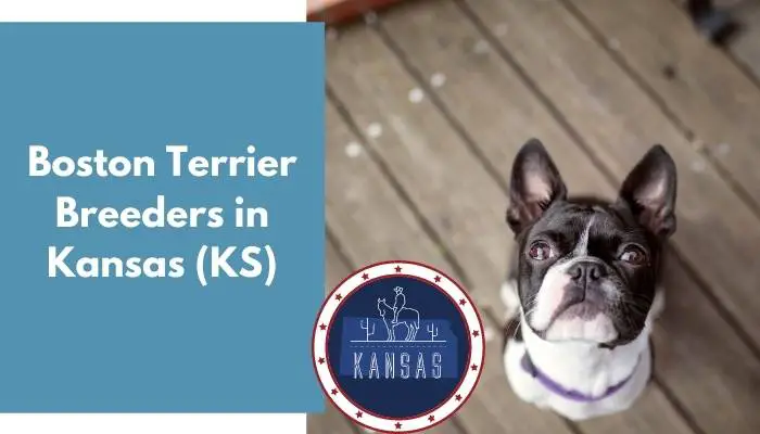 Boston Terrier Breeders in Kansas KS