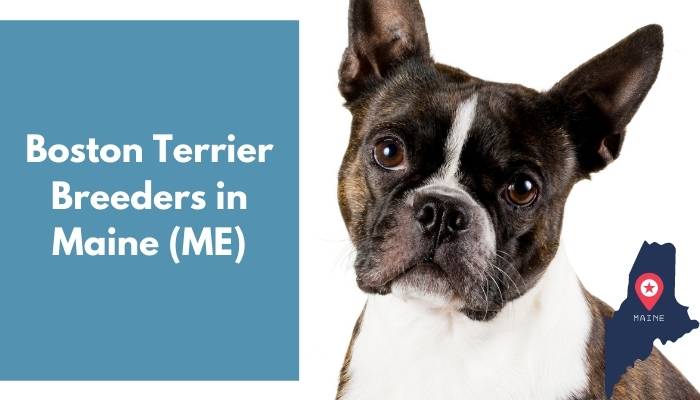 Boston Terrier Breeders in Maine ME