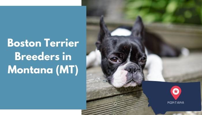 Boston Terrier Breeders in Montana MT