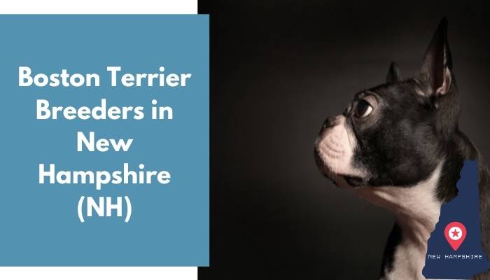 Boston Terrier Breeders in New Hampshire NH