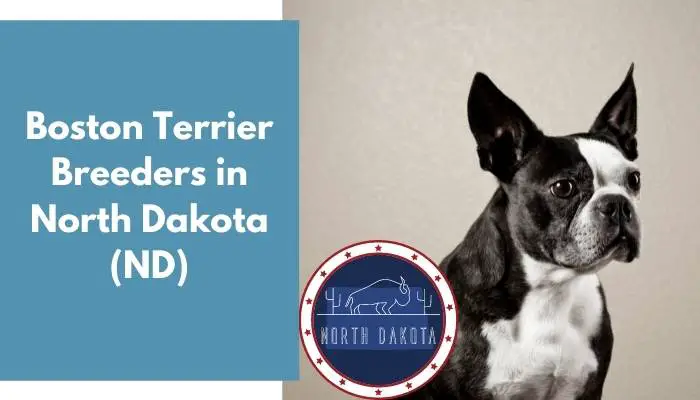 Boston Terrier Breeders in North Dakota ND