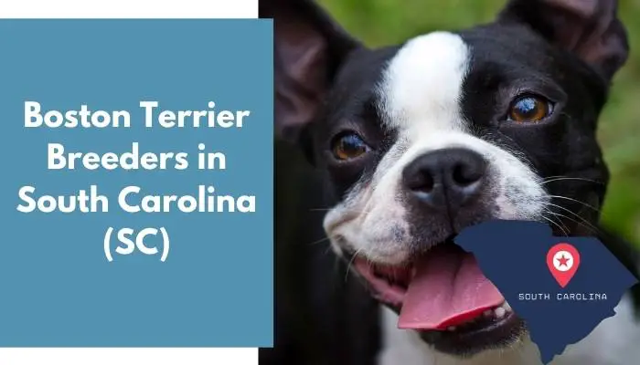 Boston Terrier Breeders in South Carolina SC