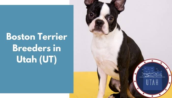 Boston Terrier Breeders in Utah UT