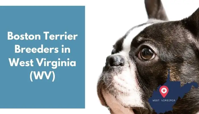 Boston Terrier Breeders in West Virginia WV