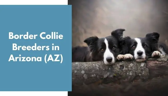 Border Collie Breeders in Arizona AZ