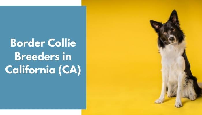 Border Collie Breeders in California CA