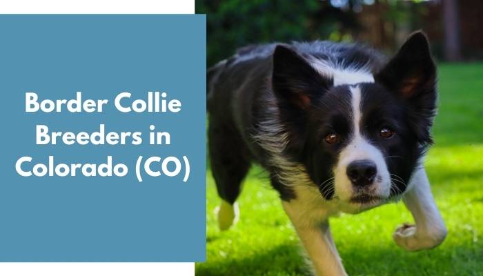 Border Collie Breeders in Colorado CO