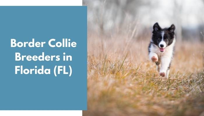 Border Collie Breeders in Florida FL