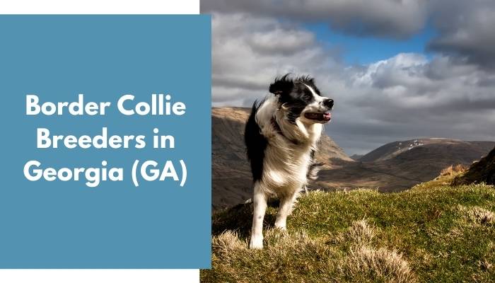 Border Collie Breeders in Georgia GA