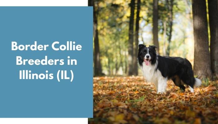 Border Collie Breeders in Illinois IL
