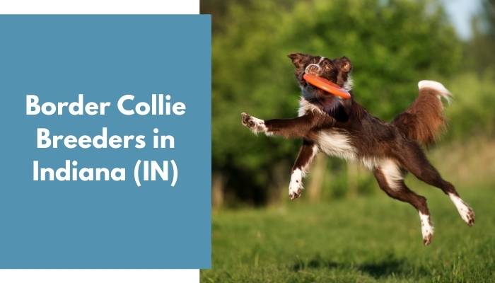 Border Collie Breeders in Indiana IN