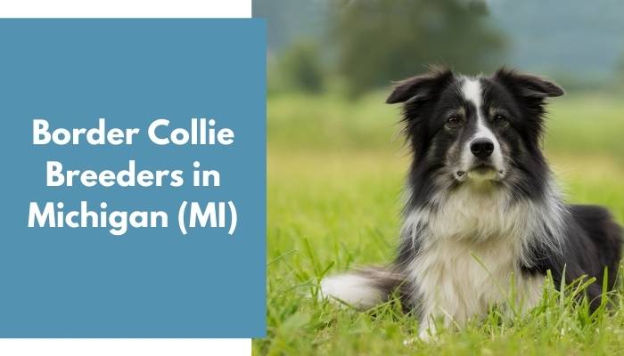 Border Collie Breeders in Michigan MI