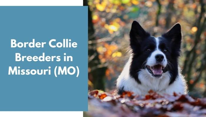 Border Collie Breeders in Missouri MO