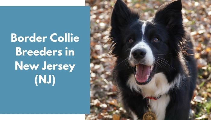 Border Collie Breeders in New Jersey NJ