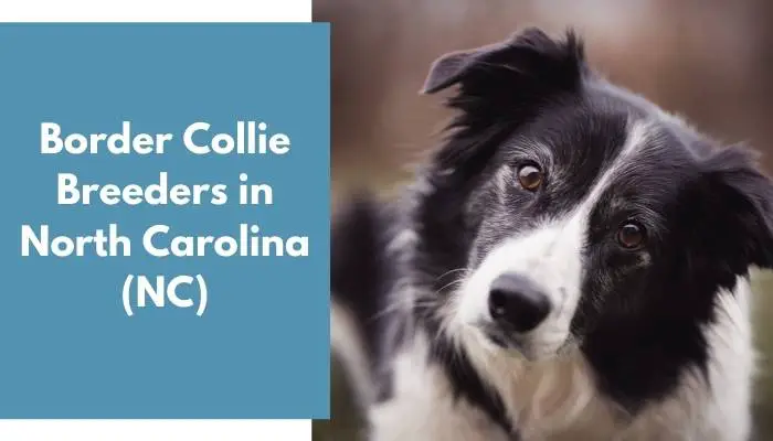 Border Collie Breeders in North Carolina NC
