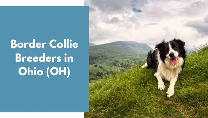 Border Collie Breeders in Ohio OH