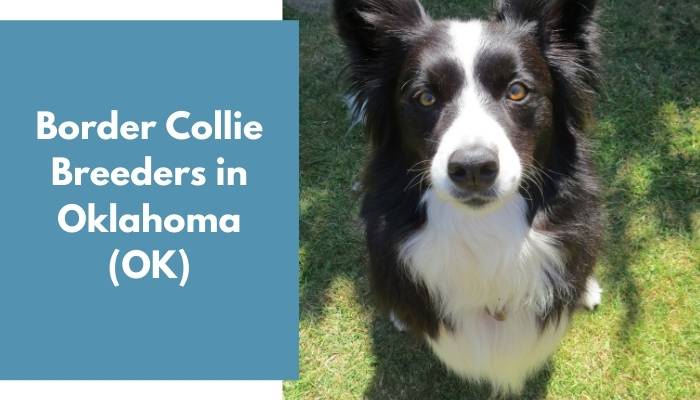 Border Collie Breeders in Oklahoma OK