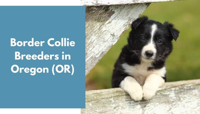 Border Collie Breeders in Oregon OR