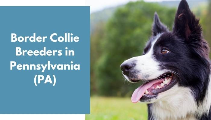 Border Collie Breeders in Pennsylvania PA