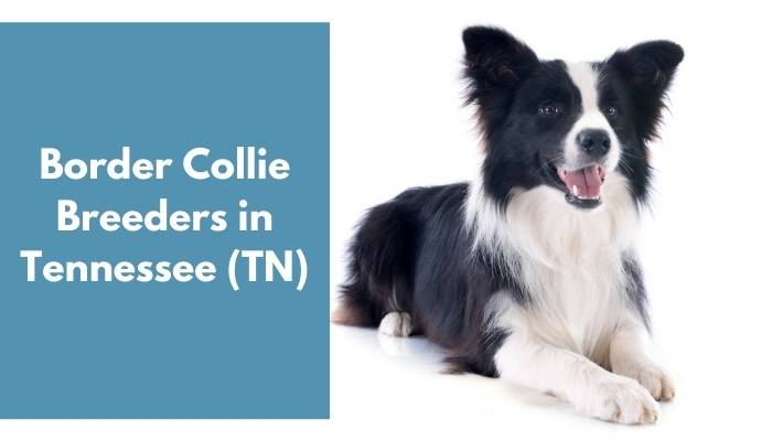 Border Collie Breeders in Tennessee TN