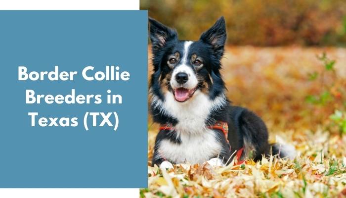 Border Collie Breeders in Texas TX