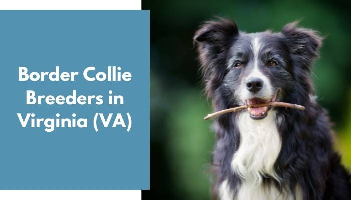 Border Collie Breeders in Virginia VA