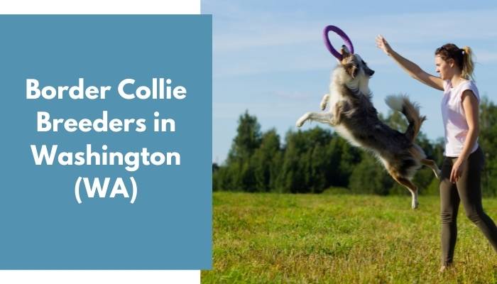 Border Collie Breeders in Washington WA