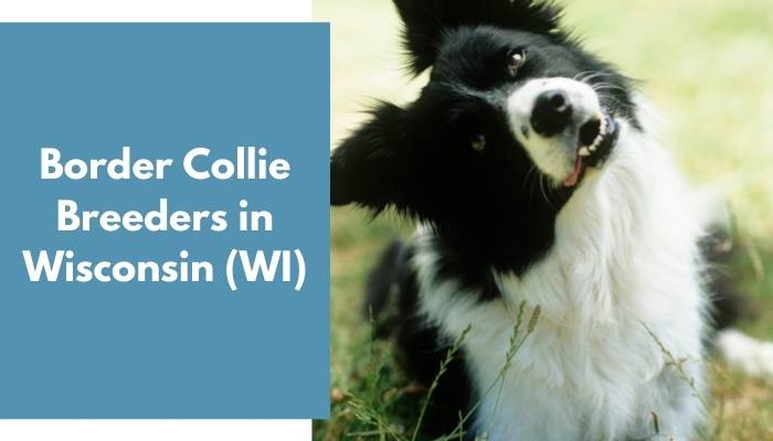 Border Collie Breeders in Wisconsin WI