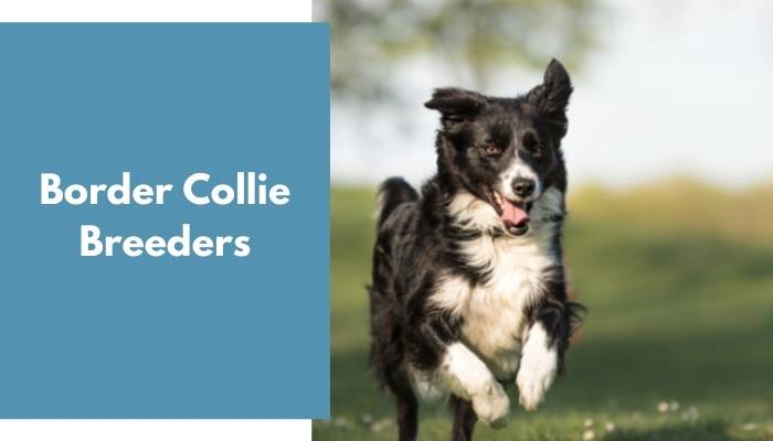 Border Collie Breeders